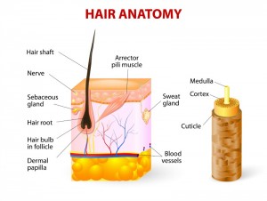 Hair anatomy. Vector diagram. The hair shaft grows from the hair follicle consisting of transformed skin tissue. The epidermal cells transform at the command of the dermal papilla cells and generate the hair shaft.