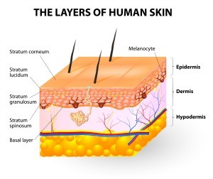 Melanocyte and melanin. layers of epidermis. Melanocytes produce the pigment melanin, which they can then transfer to other epidermal cells. Melanin can be yellow, brown, or black in color, and the more of it that is produced by melanocytes, the darker is the skin.